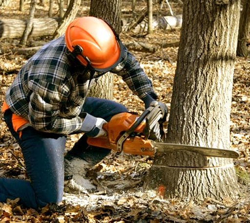 Tree Removal in Swink, OK